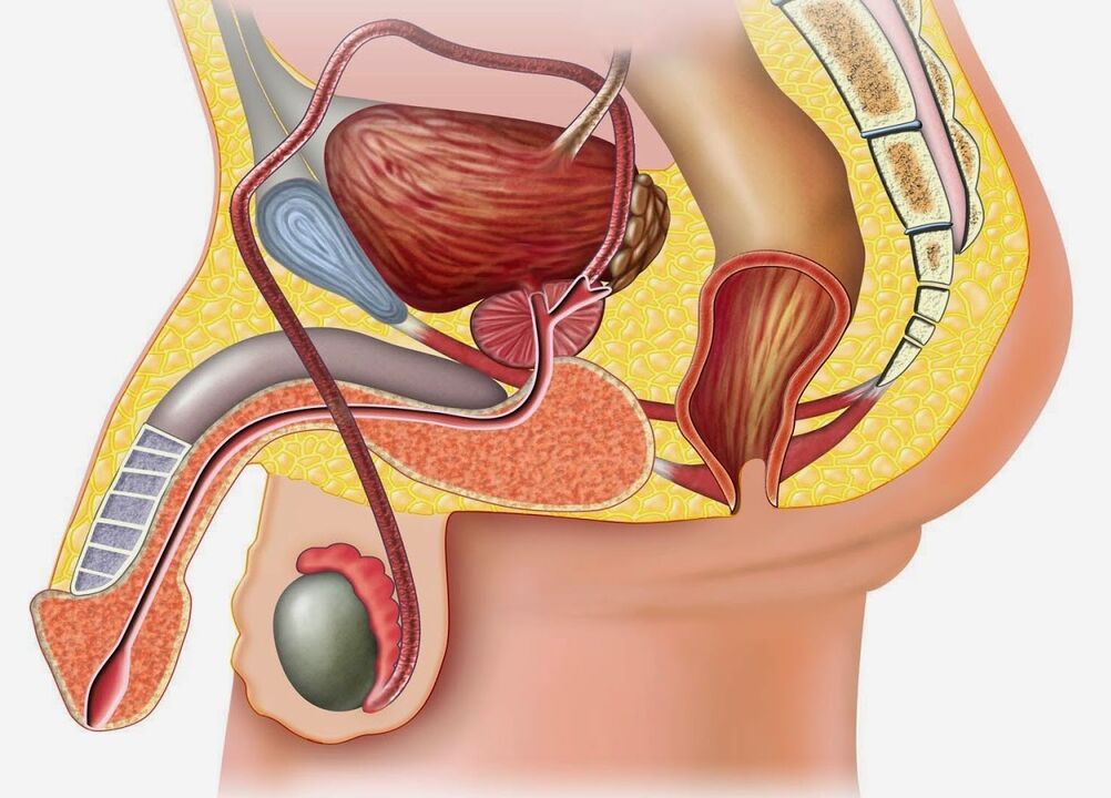 Struktura prostate i okolnih tkiva